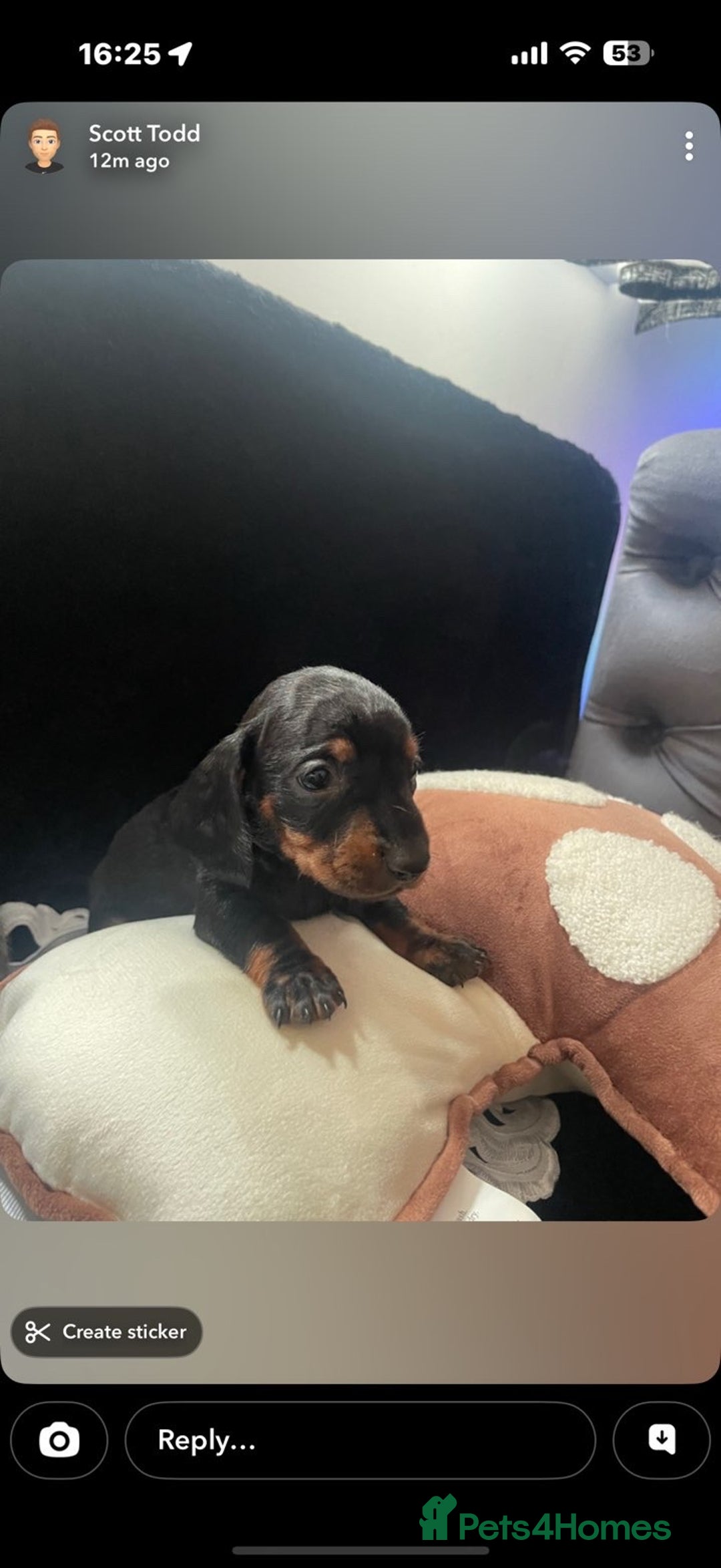 Miniature Dachshund dogs for sale: Beautiful litter of miniature dachshunds - Image 6