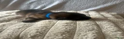 German Shepherd dogs for sale: 11 beautiful German shepherd puppies  in Ipswich - Advert 4