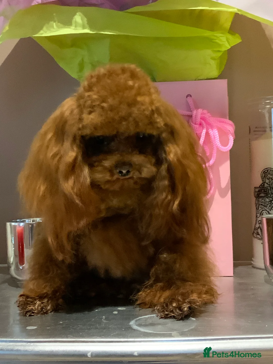 Toy Poodle dogs for stud: Stunning true to type Asian toy poodle in Lanark - Advert 6