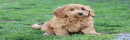 Cavapoochon dogs for sale: Beautiful Cavapoochon puppies for sale - Advert 36