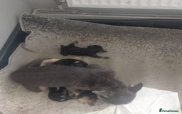 Mixed Breed dogs for sale: Pups for sale  - Image 4