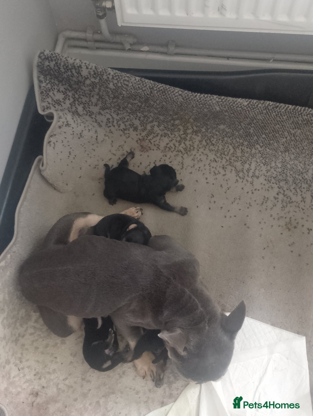 Mixed Breed dogs for sale: Pups for sale  - Image 4