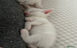 Maine Coon cats for sale: Maincoon mixed bengal kittens - Advert 9