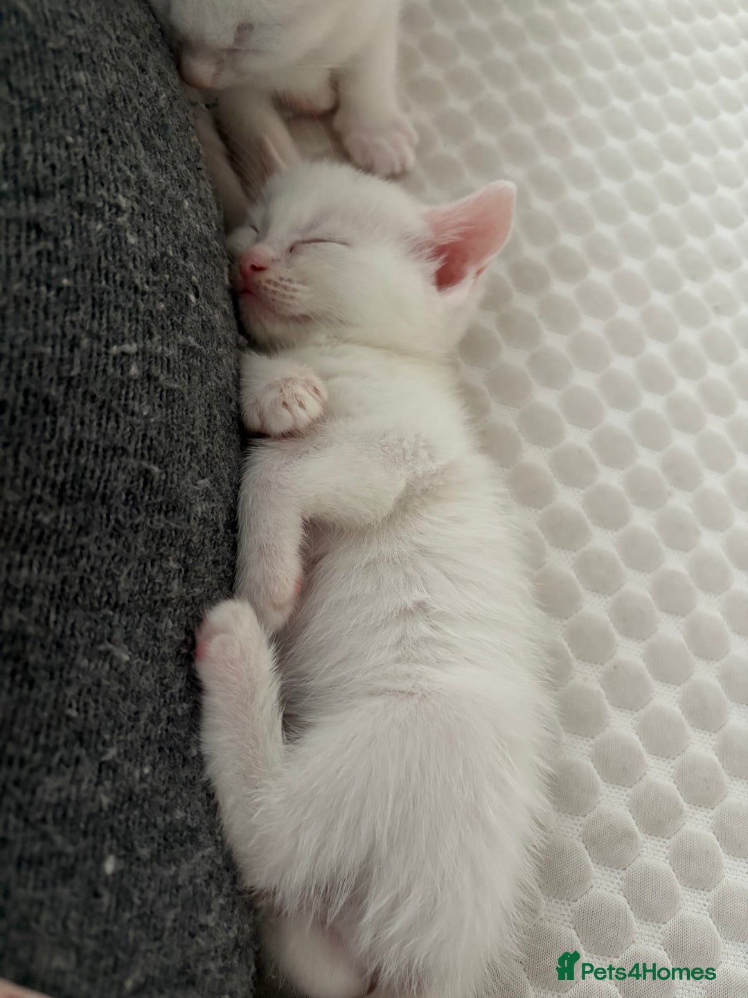 Maine Coon cats for sale: Maincoon mixed bengal kittens - Advert 9