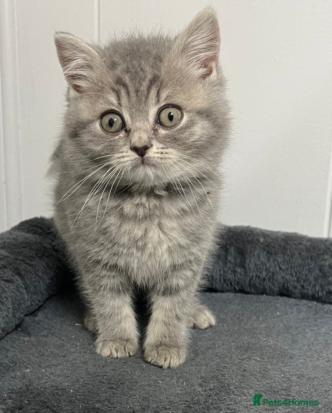 British Shorthair cats for sale: Stunning British Shorthaired Kittens - Advert 5