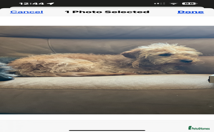 Australian Labradoodle dogs Fib Labradoodle puppies - Advert 1