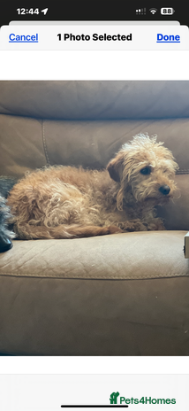 Australian Labradoodle dogs Fib Labradoodle puppies - Advert 6