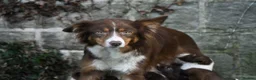Border Collie dogs for sale: Roxy. 7 year old spayed female Border Collie  - Advert 5