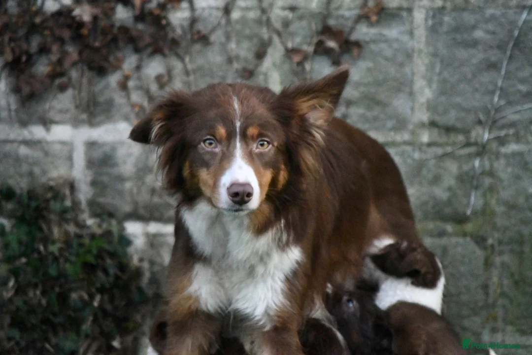 Border Collie dogs for sale: Roxy. 7 year old spayed female Border Collie  - Advert 5