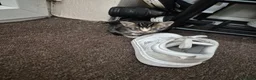 Mixed Breed cats for sale: 5 little kittens - Advert 21