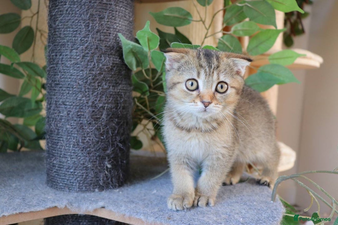 Scottish Fold cats for sale: Ready TICA reg stunning kittens available  - Image 24