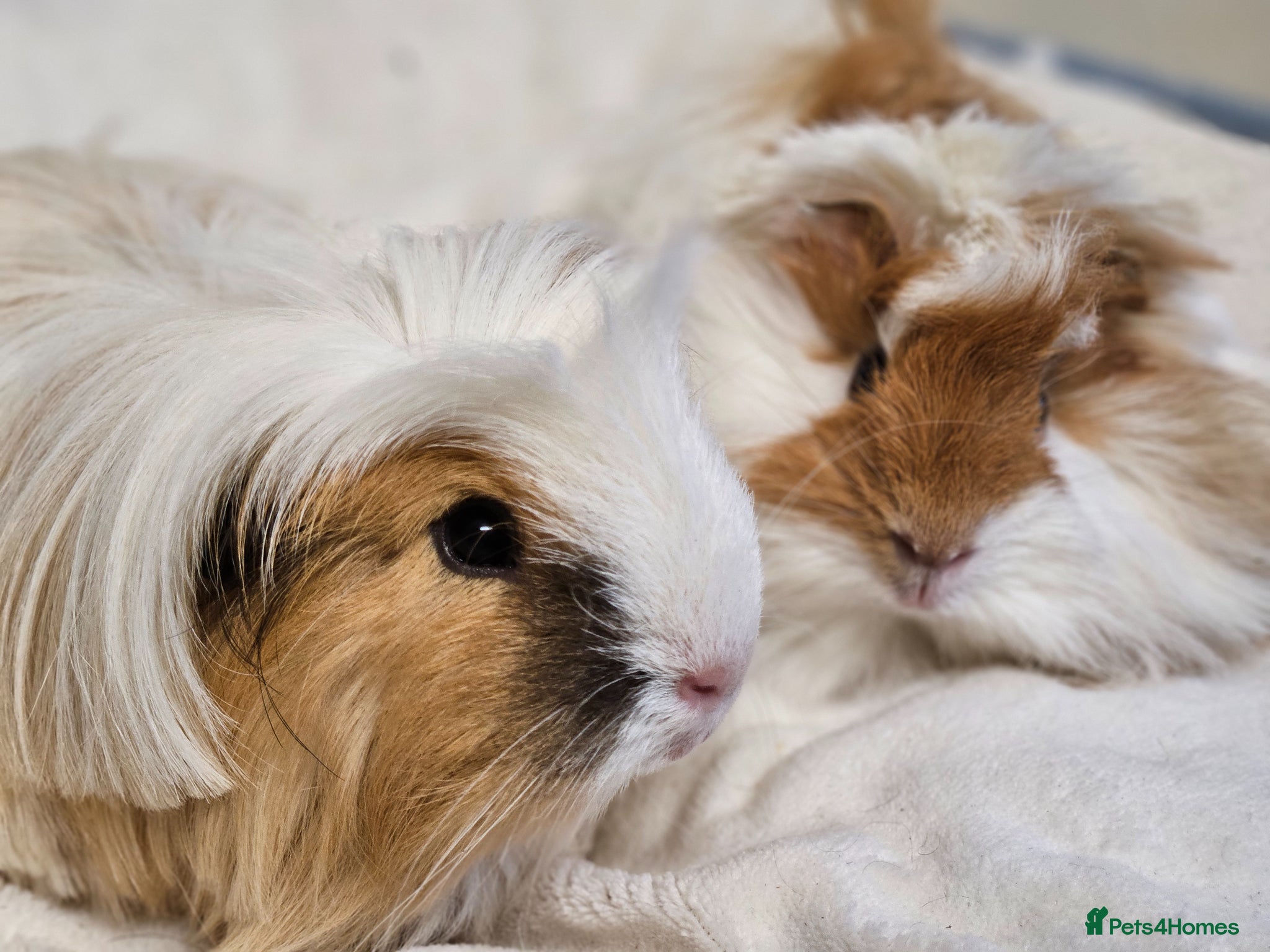 Guinea Pig rodents Various bonded pairs baby/young boy guineas pigs - Advert 15