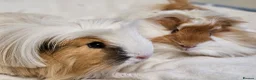 Guinea Pig rodents for sale: Various bonded pairs baby/young boy guineas pigs - Advert 1