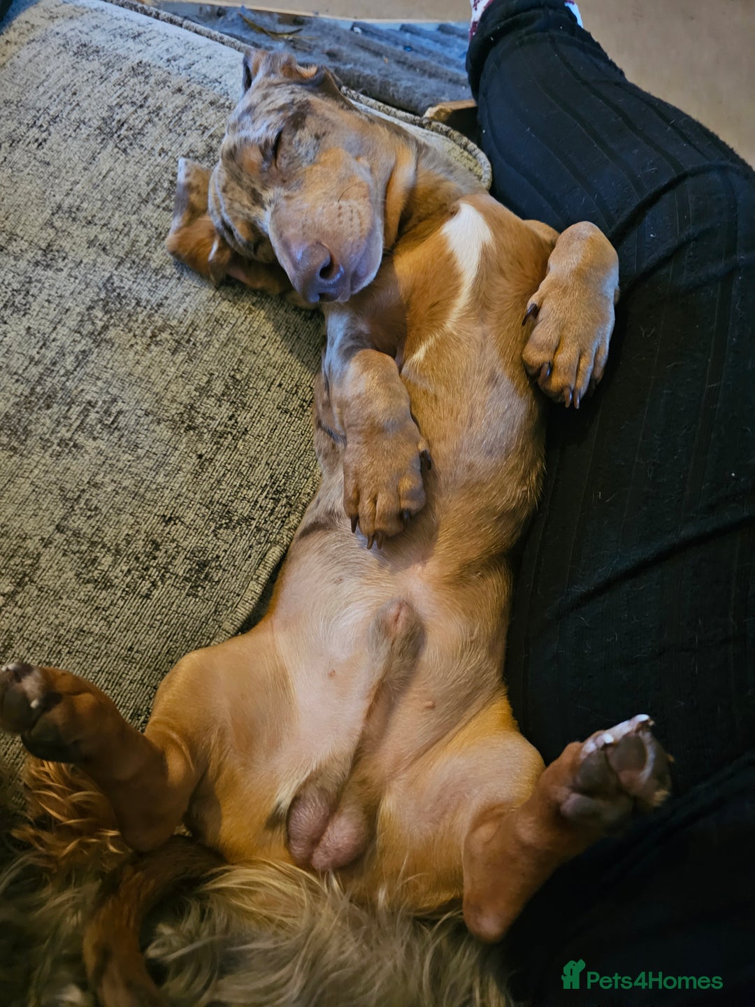 Dachshund dogs for sale: 7 month old dachshund dapple - Advert 6