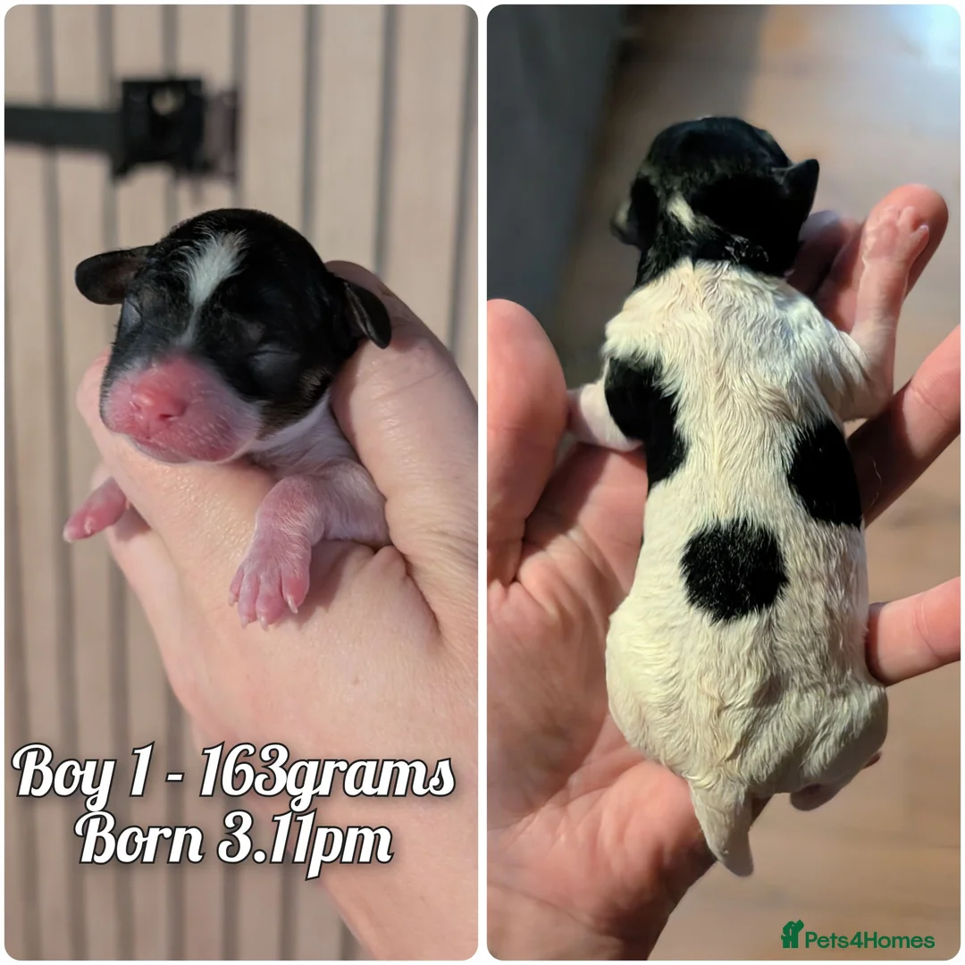 Toy Poodle dogs for sale: Tri Parti Toy Poodles. ONE BOY AVAILABLE. - Advert 17