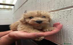 Schnoodle dogs for sale: Beautiful Schnoodle puppys - Image 11