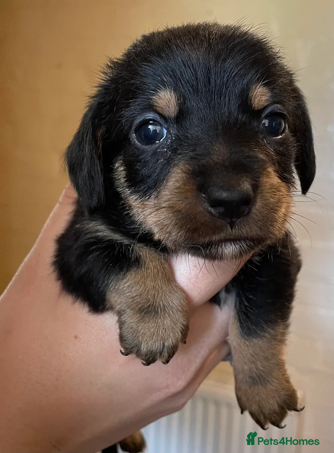 Norfolk Terrier dogs for stud: 3/4 Norfolk x 1/4 Jack Russell proven stud in Burton-on-Trent - Advert 26