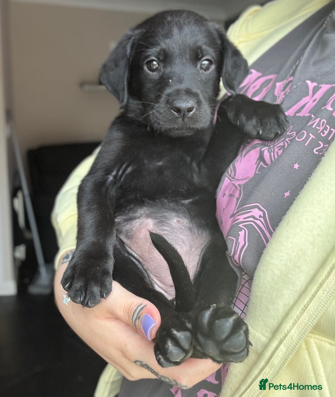 Mixed Breed dogs for sale: Last little girl! Reduced! - Image 2
