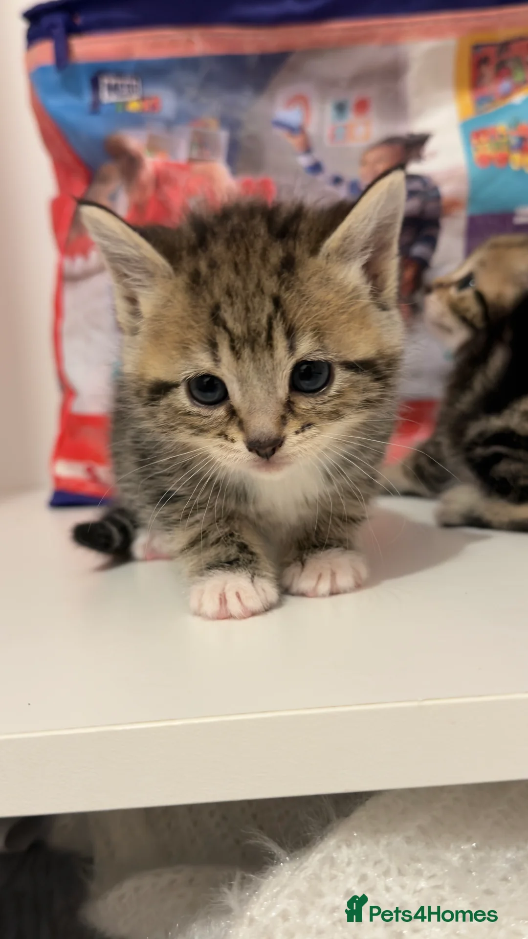 Mixed Breed cats for sale: 6 tortoiseshell/tabby - Advert 2