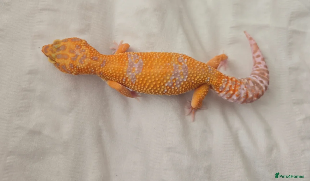 Leopard Gecko reptiles for sale: Tremper Albino Tang Leopard geckos for sale  - Advert 9