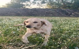 Mixed Breed dogs for sale: Labrador X Belgian Shepherd Belgiador  - Image 8