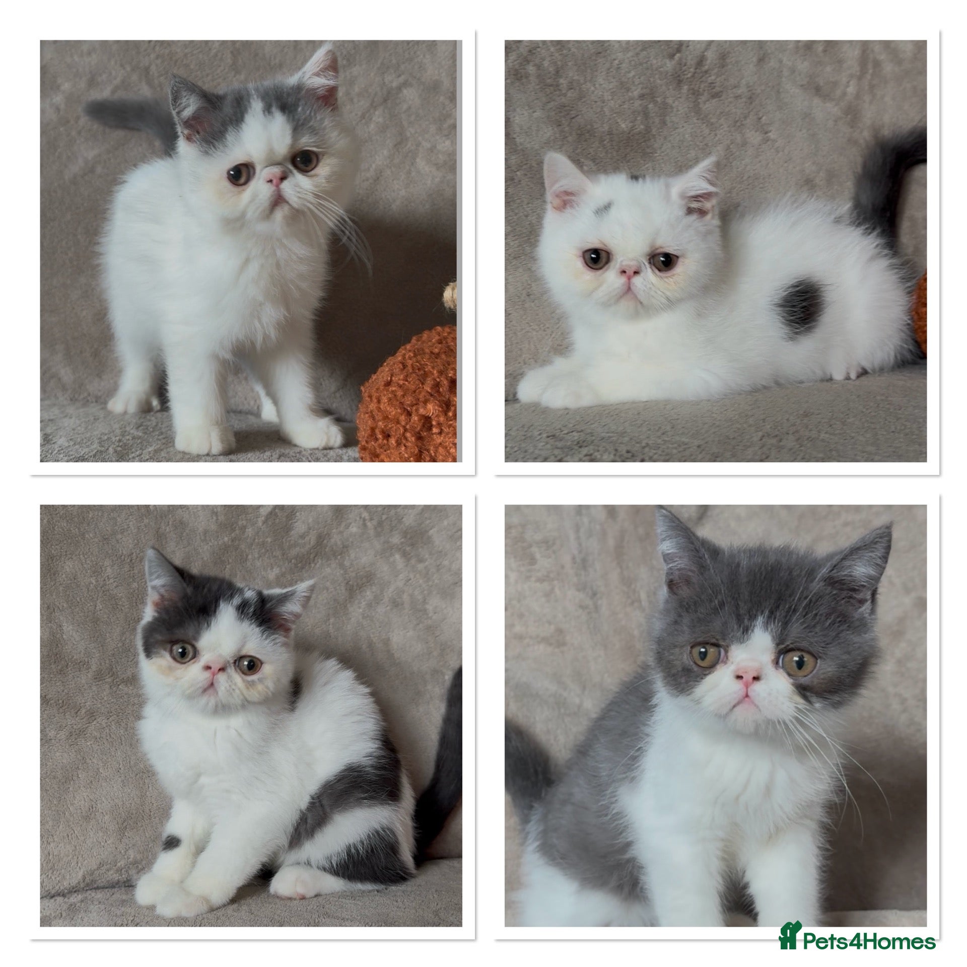 Exotic cats Ready to leave! 4 exotic shorthair boys  - Advert 1
