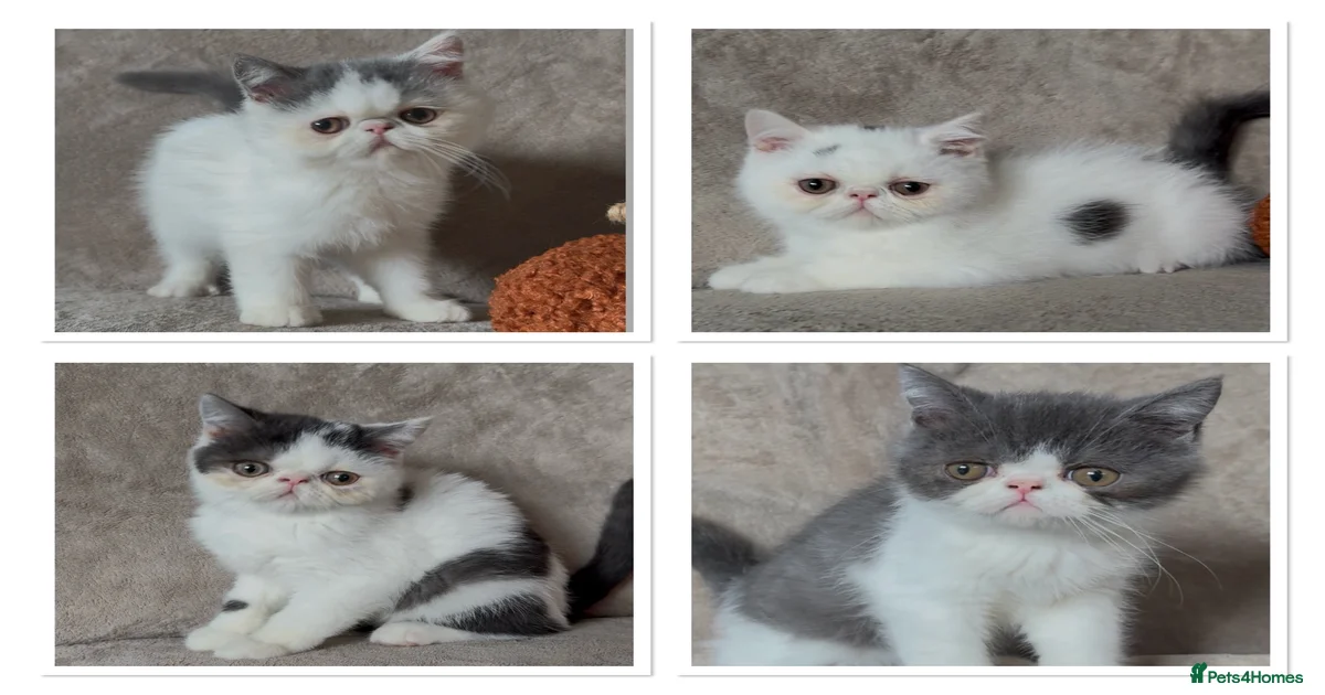 Exotic shorthair Kittens for sale | Pets4Homes