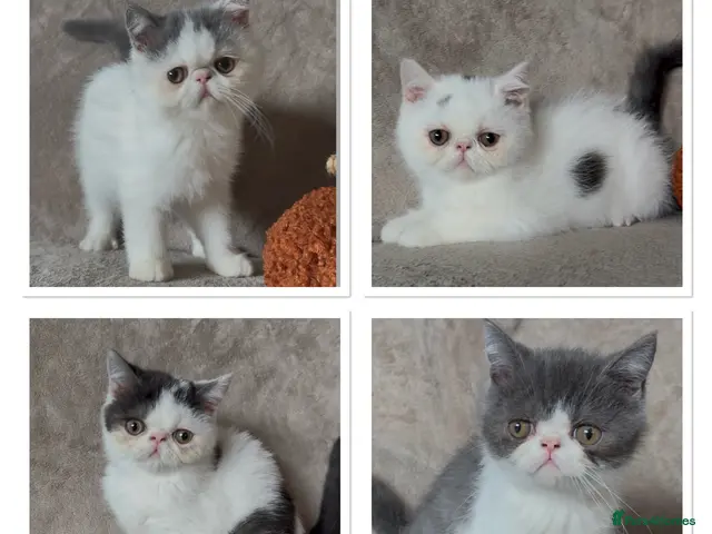 Exotic cats Ready to leave! 3 exotic shorthair boys left - Advert 2