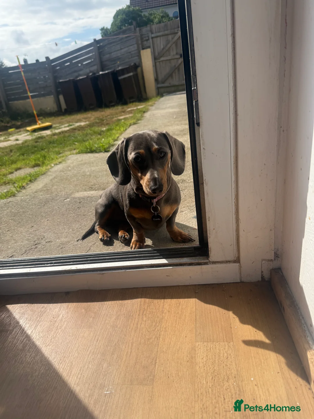Miniature Dachshund dogs for sale: Miniature dachshund  - Advert 1