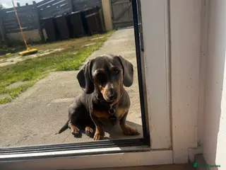 Miniature Dachshund dogs Miniature dachshund - Advert 4