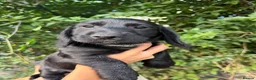 Mixed Breed dogs for sale: Docker Puppies  in Mirfield - Advert 5