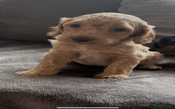 Cockapoo dogs for sale: stunning cockapoo puppies  - Image 1