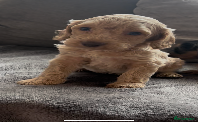 Cockapoo dogs - Advert 6