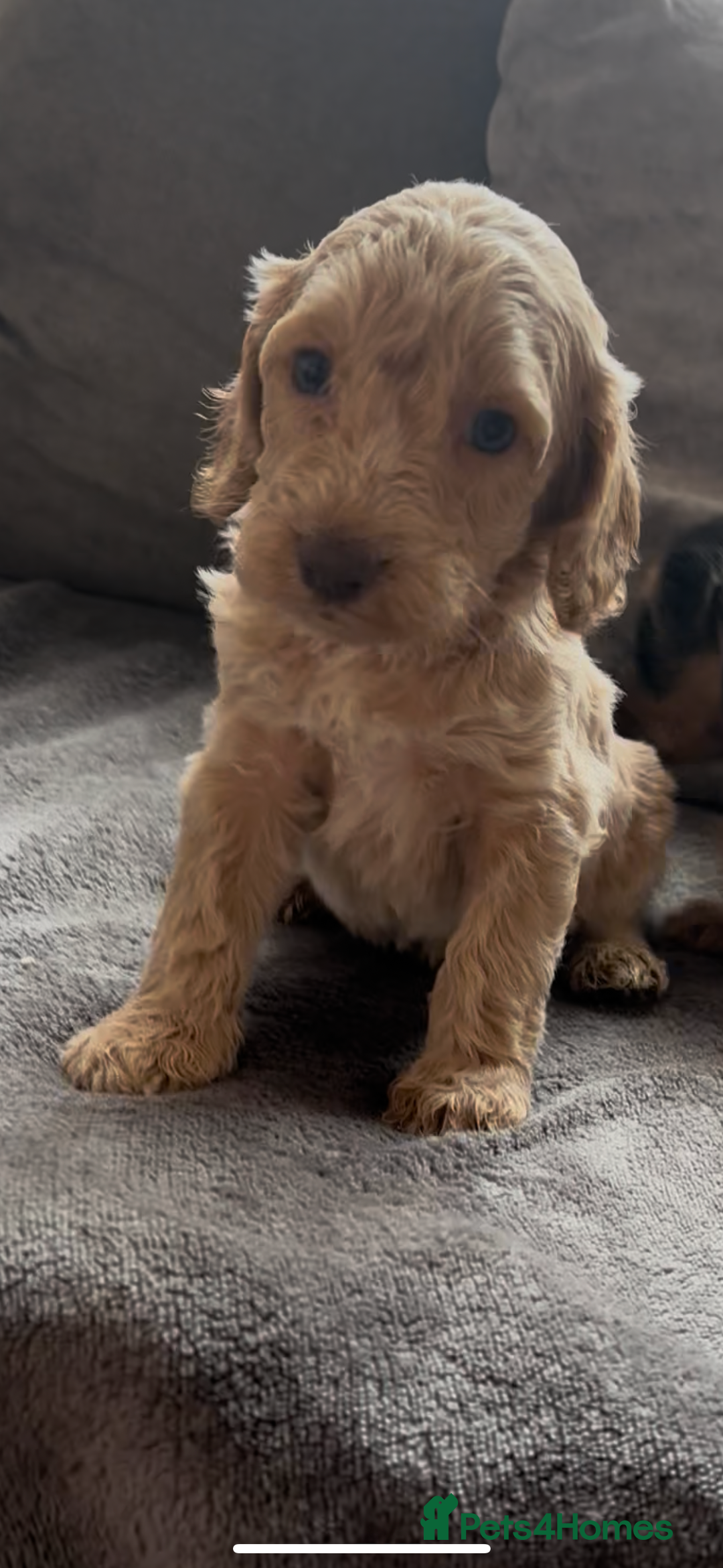 Cockapoo dogs for sale: stunning cockapoo puppies  - Image 1