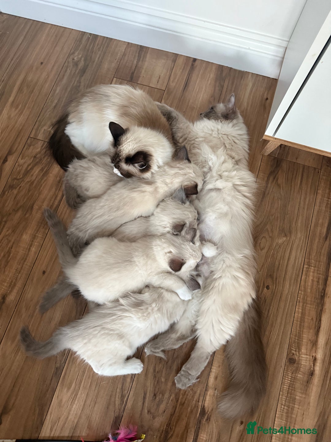 Ragdoll cats for sale: Adorable Pedigree Ragdoll Kittens Available 🐾 - Image 16