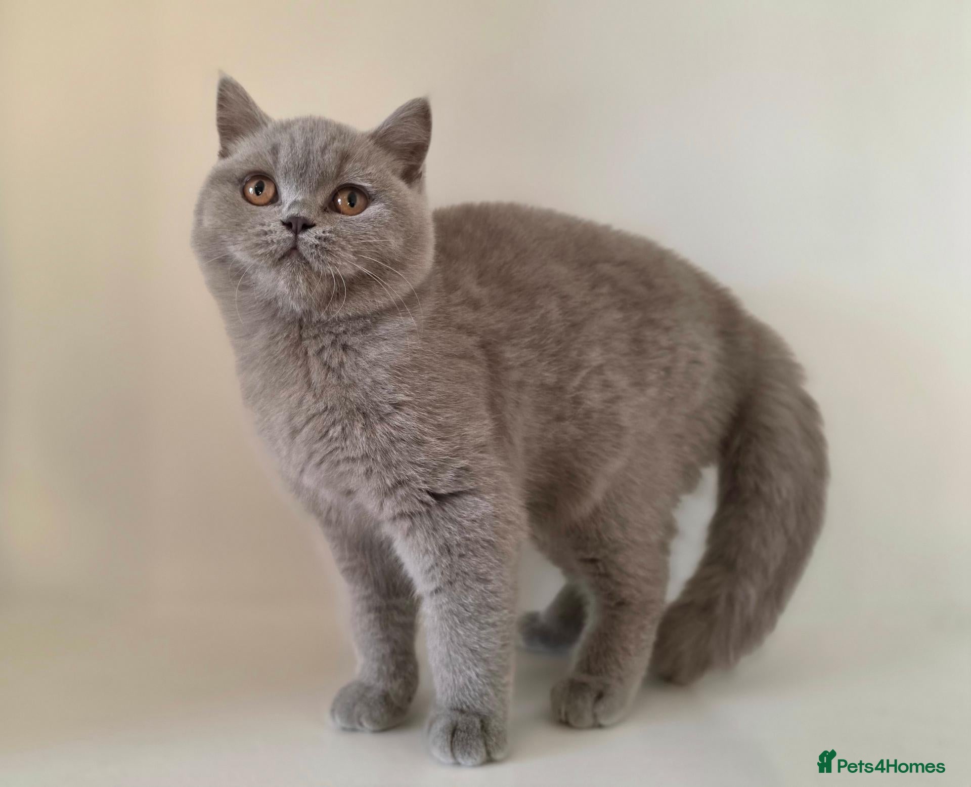 British Shorthair cats for sale: Adorable GCCF REG BSH - ready to leave - Advert 2