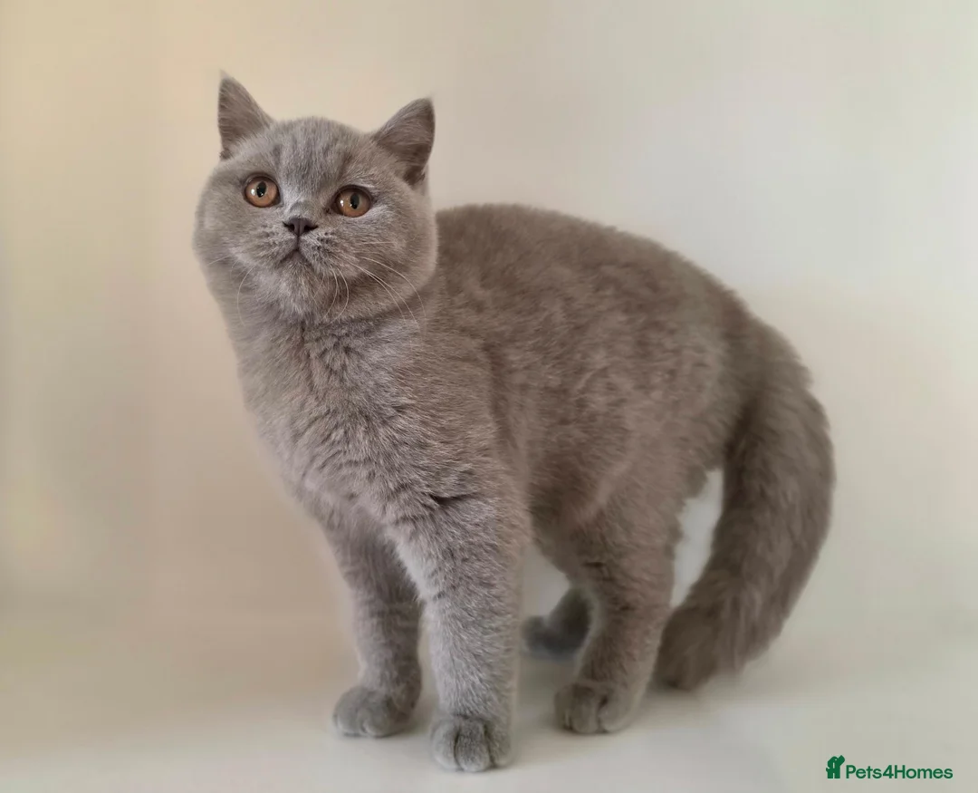 British Shorthair cats for sale: Adorable GCCF REG BSH - ready to leave - Advert 2
