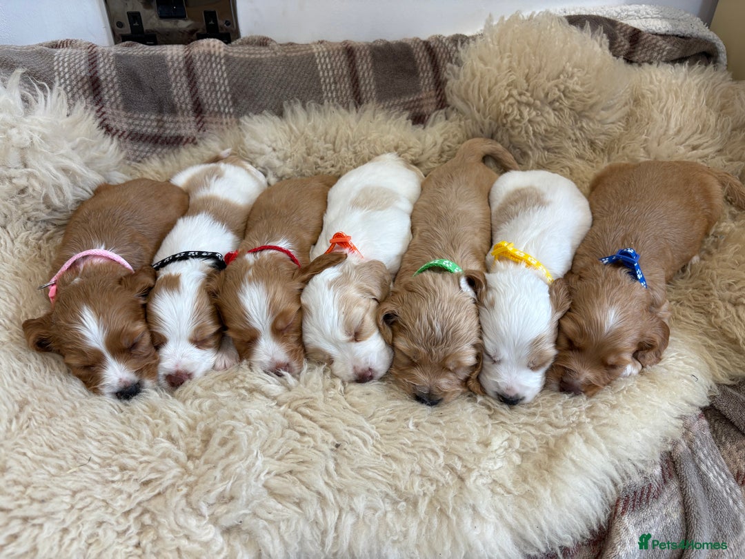 Cocker Spaniel dogs for sale: Beautiful cocker spaniel puppies  - Image 2