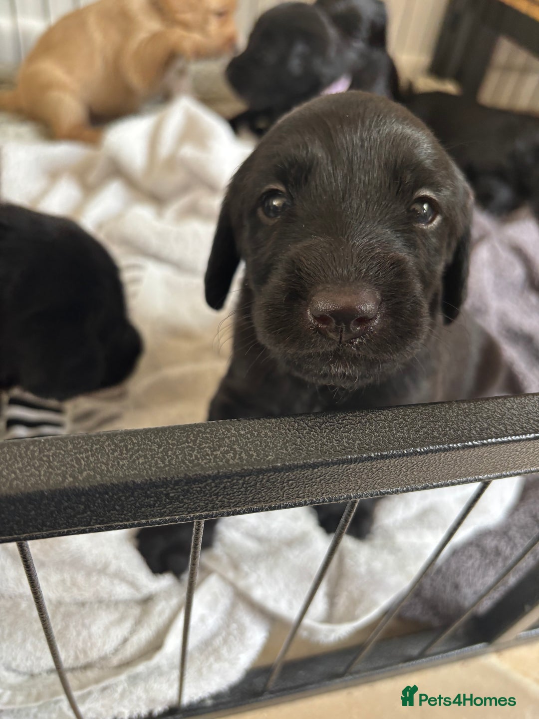 Labradoodle dogs for sale: 2 boys and 2 females - Image 7