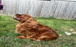 Cavalier King Charles Spaniel dogs for stud: KC Reg Health Tested Proven Cavalier King Charles in Salisbury - Image 2