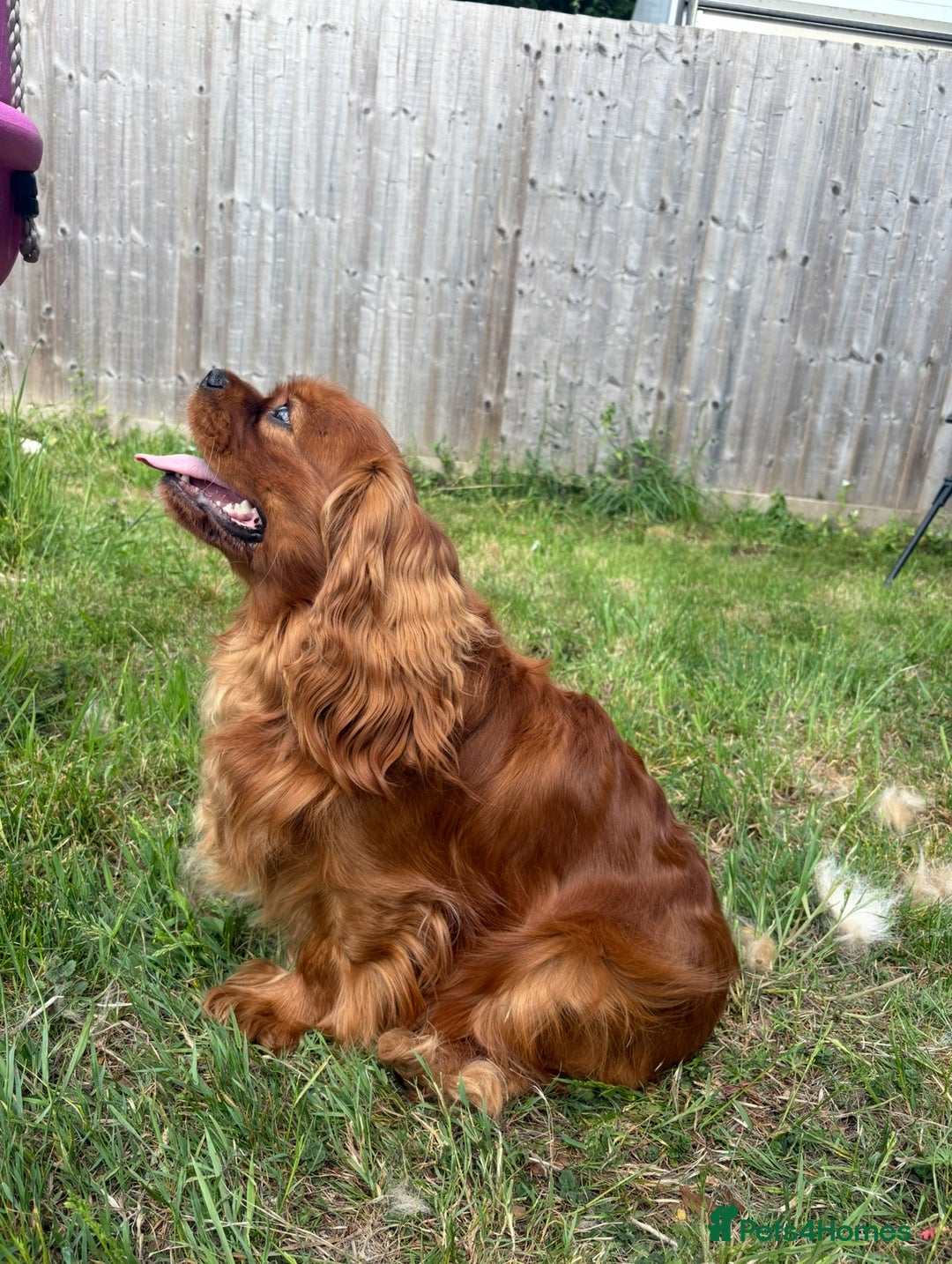 Cavalier King Charles Spaniel dogs for stud: KC Reg Health Tested Proven Cavalier King Charles in Salisbury - Image 2