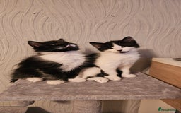 Mixed Breed cats for sale: 4 adorable kittens — 2 boys girls and 2 girls. - Image 12