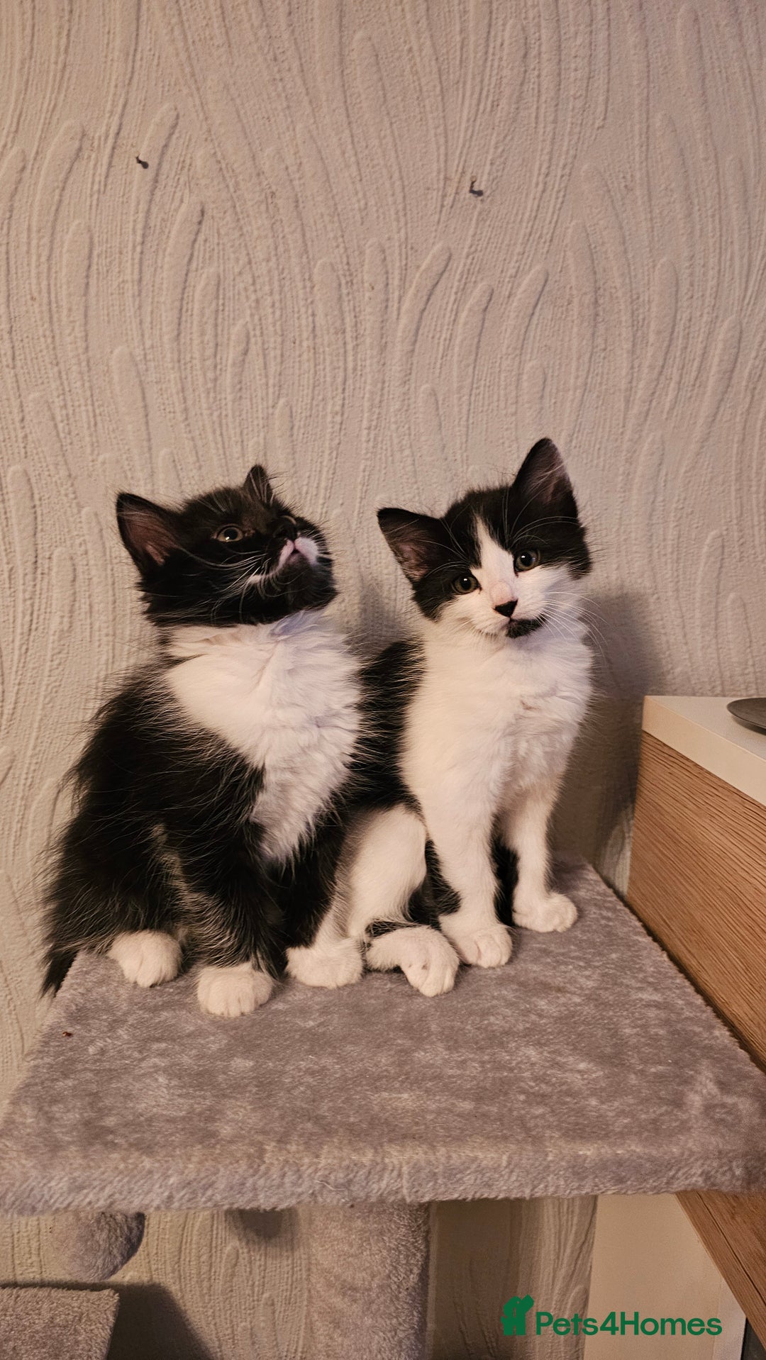 Mixed Breed cats for sale: 4 adorable kittens — 2 boys girls and 2 girls. - Image 12