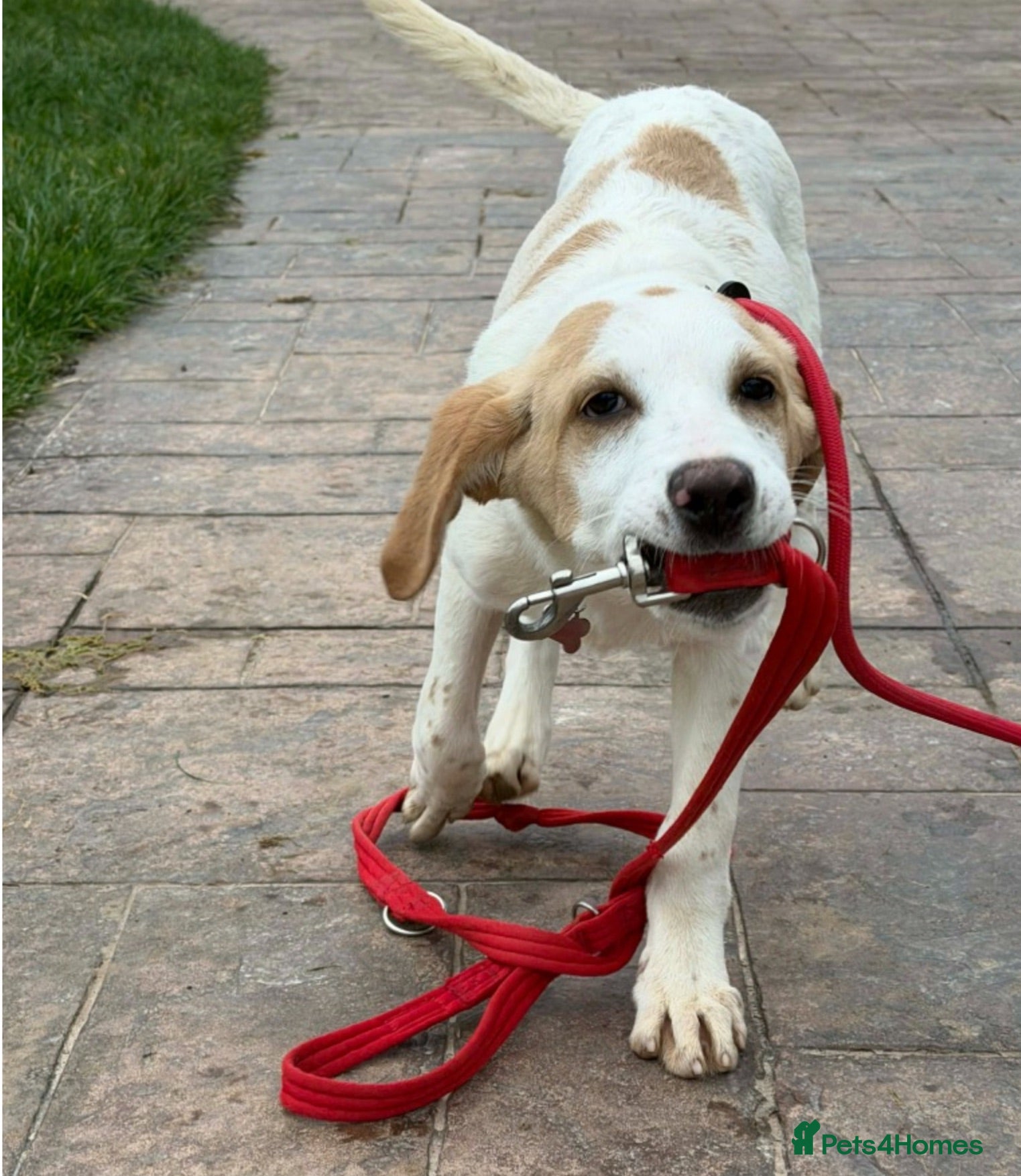 Mixed Breed dogs 🌿 Meet Milo – Your Next Adventure Buddy! 🐾 - Advert 1