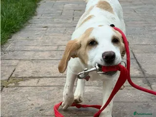 Mixed Breed dogs 🌿 Meet Milo – Your Next Adventure Buddy! 🐾 - Advert 1