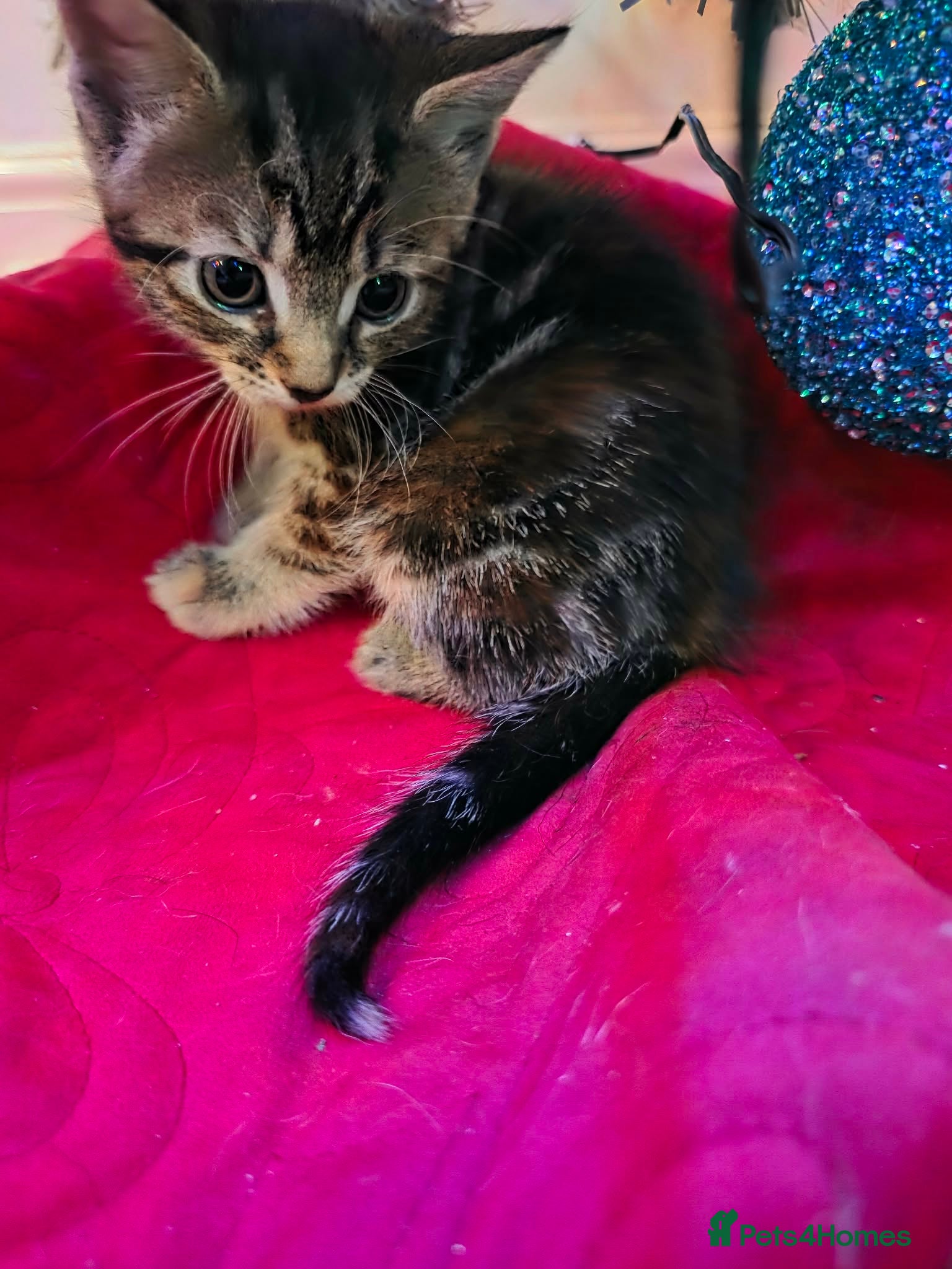 Domestic Shorthair cats Kittens  - Advert 2