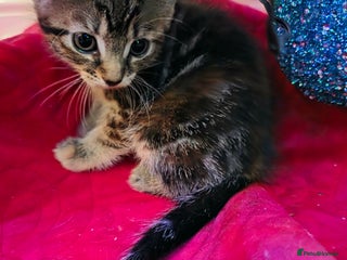 Domestic Shorthair cats Kittens - Advert 2