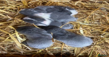 Mini Lop rabbits - Advert 3