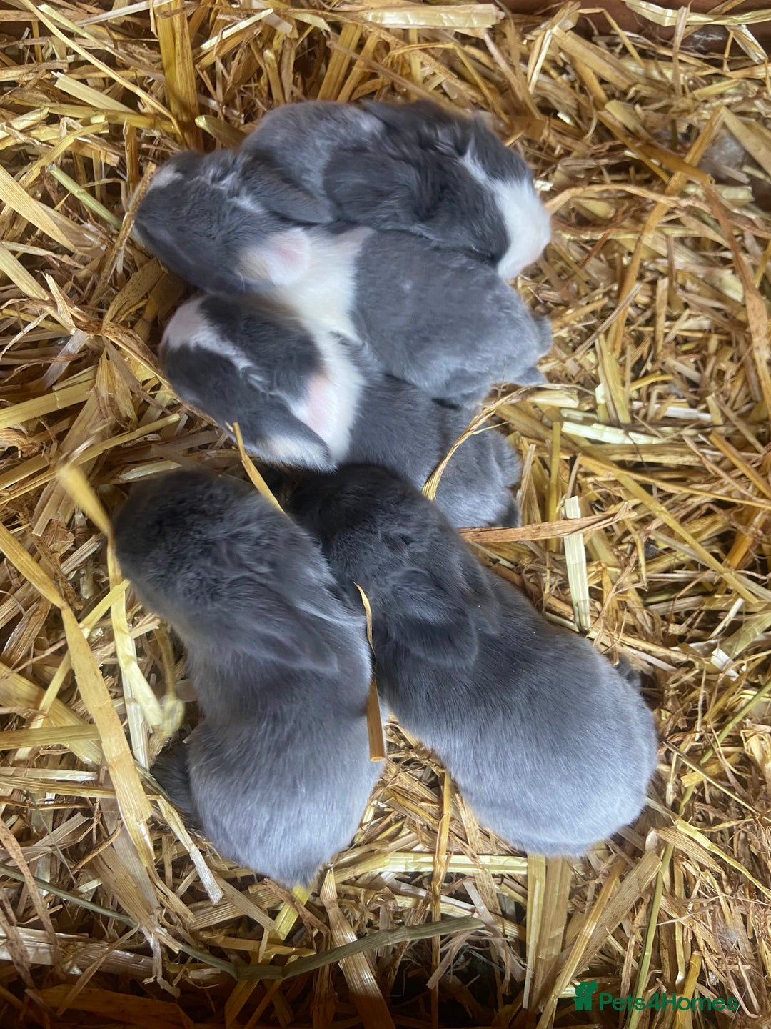 Mini Lop rabbits for sale: 🌹🍓outstanding pure mini lops 🍓🌹 - Image 2