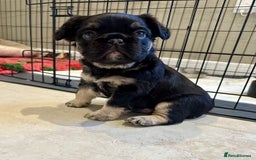 French Bulldog dogs for sale: Visual Fluffy French Bulldogs x 4 Male - Advert 22